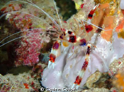 Boxer shrimp by Cigdem Cooper 